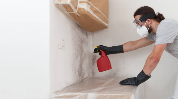 Professional Attic Mold Removal technician working in Auburn, IL