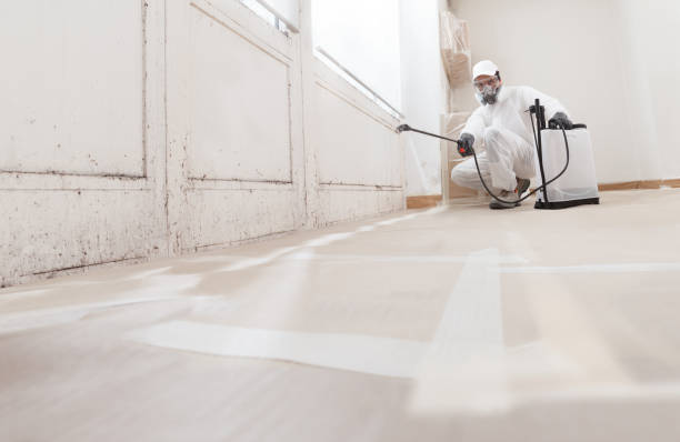 24/7 Emergency Attic Mold Removal experts in Auburn, IL