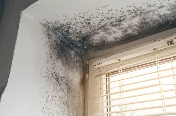 Trusted Attic Mold Removal service in Auburn, IL - Cheap Mold Removal