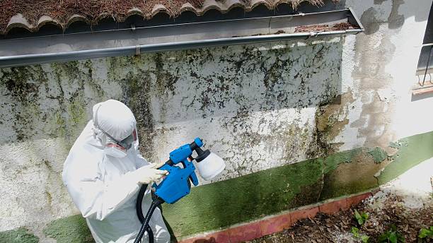 Trusted Mold Inspection service in Auburn, IL - Cheap Mold Removal